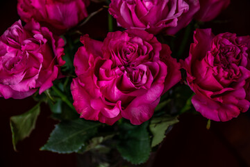 Close-up view of pink roses heads