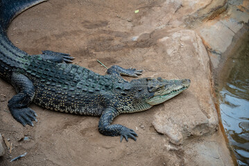 alligator waiting for pray
