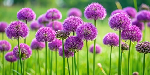 Obraz premium Lilac flowers Allium on green grass background