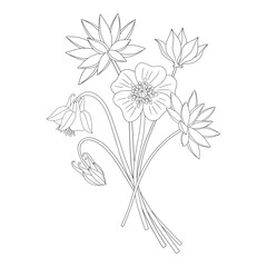 Wildflower bouquet with anemone, aquilegia, cyclamen, and other blooming meadow flowers. Line art, minimal style, contour. Botanical hand-drawn elements for design projects. Vector illustration