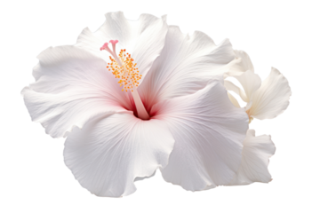 Elegant single white hibiscus flower with subtle pink accents, isolated on a crisp white background.