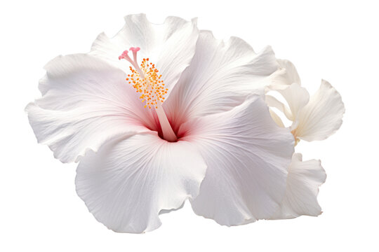 Elegant single white hibiscus flower with subtle pink accents, isolated on a crisp white background.