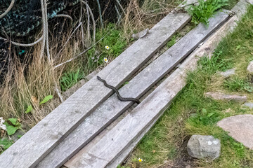 Kreuzotter Vipera berus auf Holzbrettern in der Natur