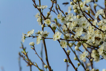 White plum blossom, beautiful white flowers of prunus tree in city garden, detailed macro close up plum branch. White plum flowers in bloom on branch, sweet smell with honey hints
