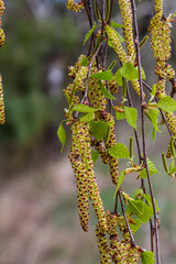 Obraz premium A birch branch with green leaves and earrings. Allergies due to spring blooms and pollen