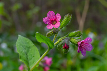 Vivid and bright pulmonaria flowers on green leaves background close up