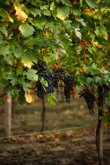 Blue ripe wine grapes hang from a vine with autumn leaves.