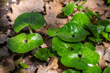 Shiny green foliage from wild ginger plants, Asarum europaeum