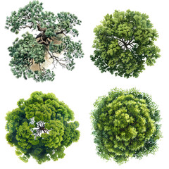 Tree top view, watercolor style vector chamaedorea cataractarum tree