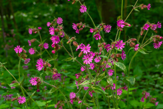 Silene dioica Melandrium rubrum, known as red campion and red catchfly, is a herbaceous flowering plant in the family Caryophyllaceae. Red campion