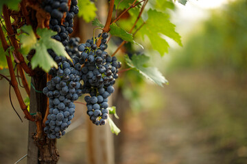 Blue ripe wine grapes hang from a vine with autumn leaves.