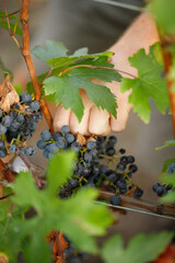 Picking and harvesting of luscious purple grapes growing in a lush garden