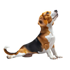Beagle Dog Sitting and Looking Up