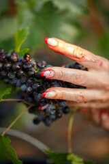Picking and harvesting of luscious purple grapes growing in a lush garden