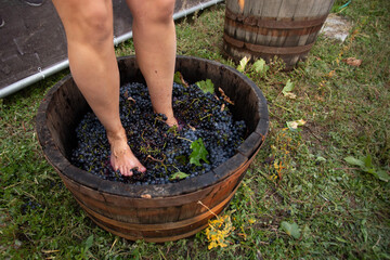Doing wine ritual,Female feet crushing ripe grapes in a bucket to make wine after harvesting grapes