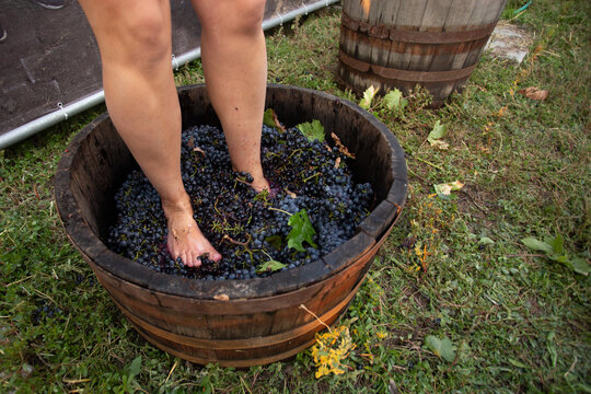 Doing wine ritual,Female feet crushing ripe grapes in a bucket to make wine after harvesting grapes