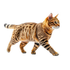 Obraz premium Bengal Cat Walking