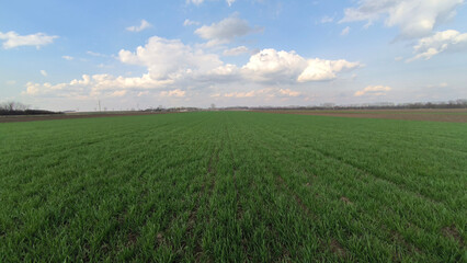 green wheat field in spring in Vojvodina