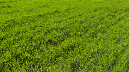Fototapeta premium green wheat field in spring in Vojvodina