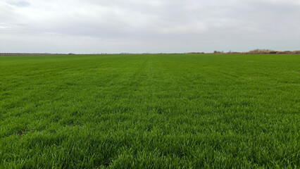 green wheat field in spring in Vojvodina