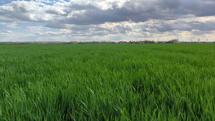 Obraz premium green wheat field in spring in Vojvodina