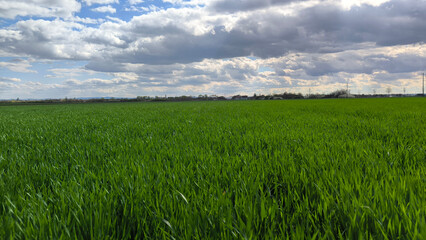 Fototapeta premium green wheat field in spring in Vojvodina