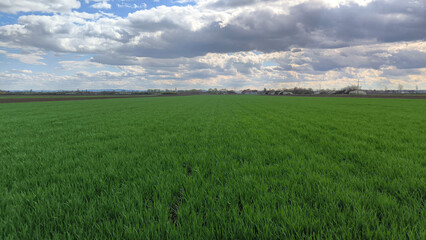 green wheat field in spring in Vojvodina