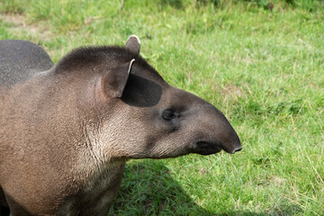Looking down at the head of a Brazilian tapir, tapirus terrestris