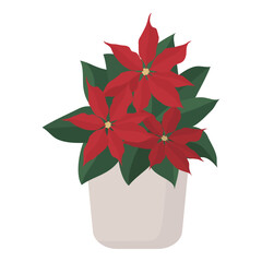 Obraz premium Poinsettia Christmas potted plant isolated