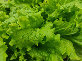 lettuce in the garden