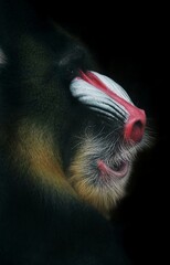 Mandril, monkey joke