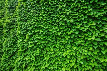 Lush green leafy wall texture perfect for background or wallpaper fisheye