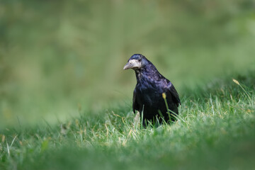 An adult rook walks in green grass toward the camera lens on a sunny fall day. 