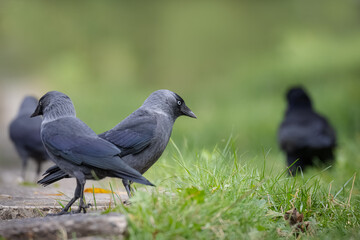 Jackdaws are looking for food in the green grass. Jackdaws are in wildlife, with a green grass background. 