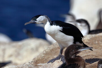 black-faced cormorants