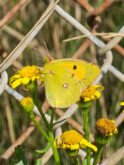 Clouded yellow butterfly
 feeding on flower