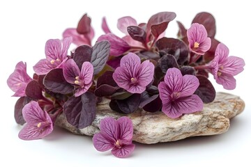 a group of purple flowers

