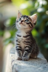 Beautiful and wonderful cute kitten wallpaper .generative ai