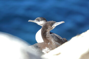 black-faced cormorants