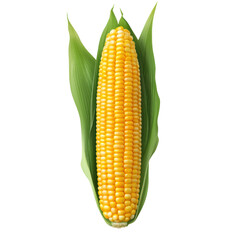 Fresh corn on the cob with vibrant yellow kernels and green leaves. transparent background
