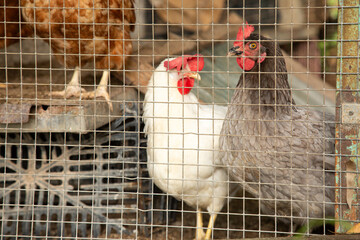 A chicken is standing inside a cage alongside other chickens