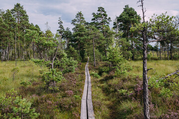 Weg auf Brettern durch den Nationalpark Store Mosse in Schweden