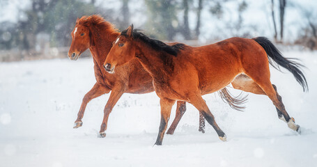 Red Horses running gallop in winter snow landscape