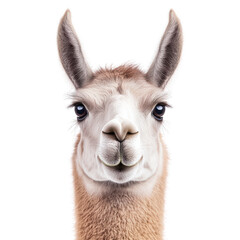 Fototapeta premium Llama portrait with a friendly expression, white isolated background. transparent background