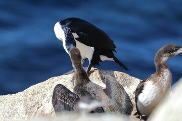 black-faced cormorants