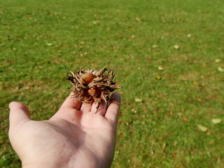 hazelnuts shell in spiny husks hold by a female hand above green grass. Hazelnuts involucre drop on the ground in fall season and can be harvested in autumn