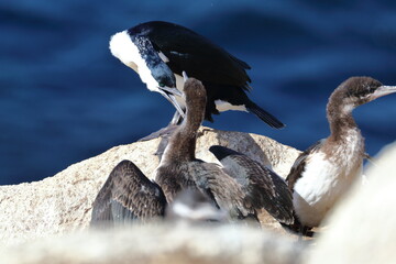 black-faced cormorants