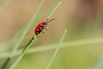 Naklejka premium Lilioceris merdigera, onion beetle