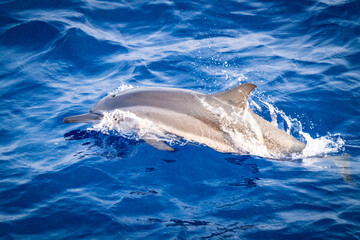 Delfin, Tümmler, Malediven © Matthias