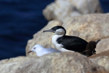 cormorant